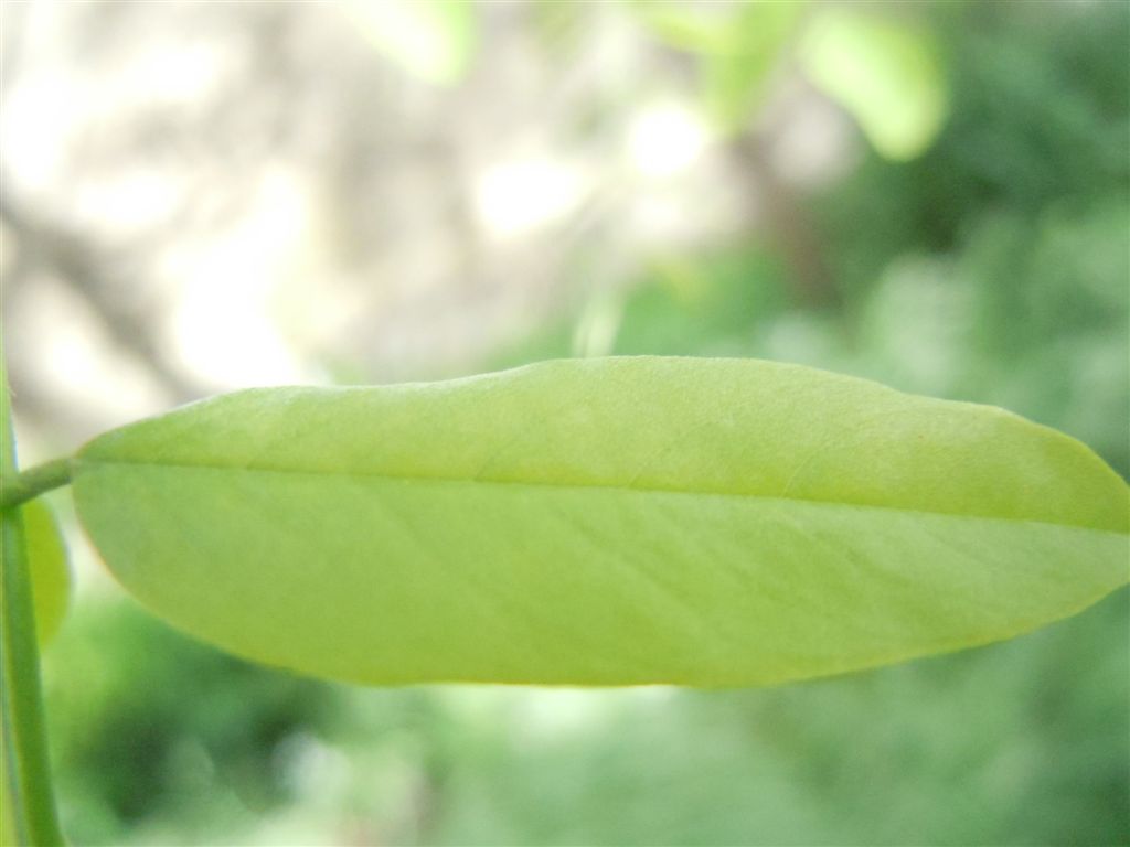 Che albero ? Robinia pseudoacacia L.